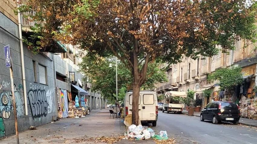 A Catania anche un albero può trasformarsi in discarica di rifiuti