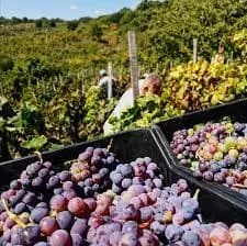 Cantine sociali in difficoltà: misure a sostegno nella Finanziaria