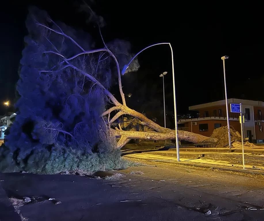Pino sradicato dal vento: tragedia sfiorata a Giarre