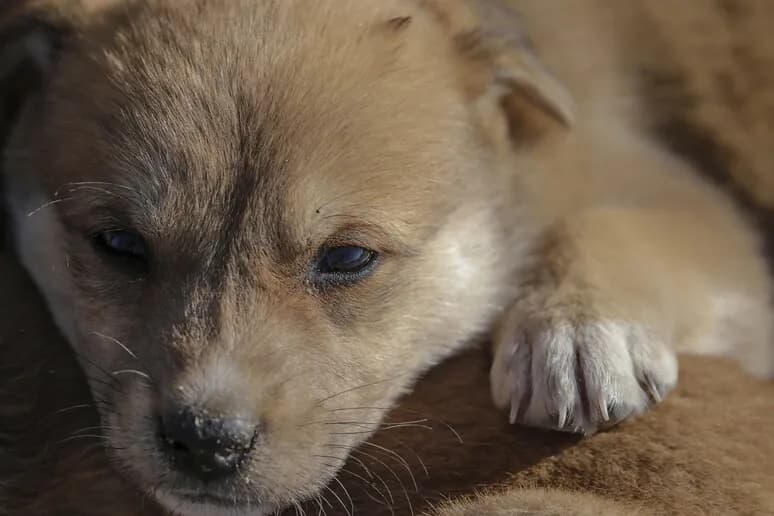 “Bonus svuota canili”: Tari 200 euro in meno se si adotta un randagio