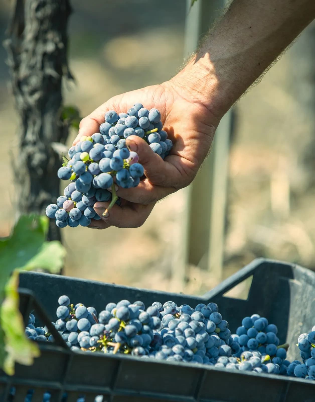 Piano vitivinicolo regionale, concordate le misure per la filiera del vino