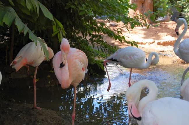 Lieto evento a Palazzo d’Orleans: nati 5 fenicotteri rosa