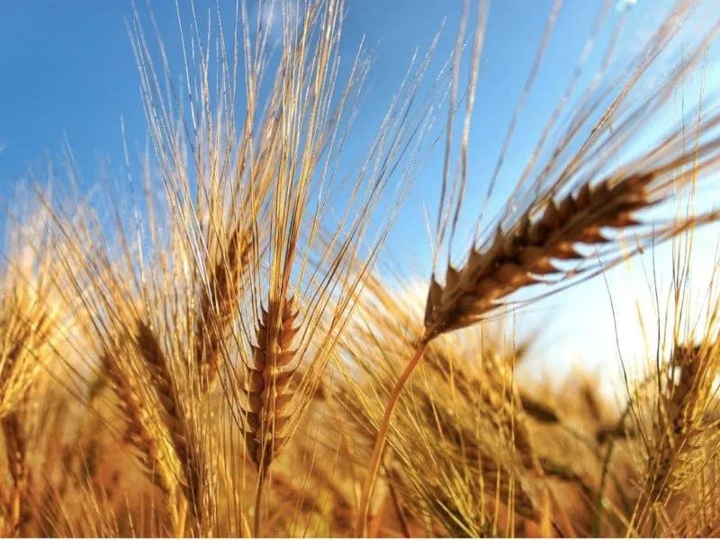 Credito, due avvisi Irfis per finanziare start-up della filiera del grano e della viticoltura