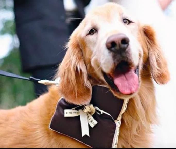 Palermo: no alle fedi nuziali portate dagli “amici” a quattro zampe