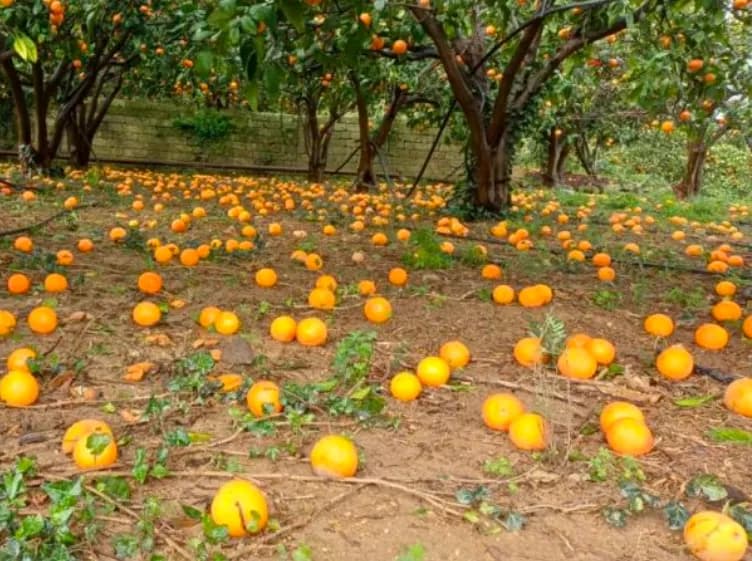 Ciclone Harry: agricoltura etnea in crisi, Azione Catania denuncia l’assenza della politica