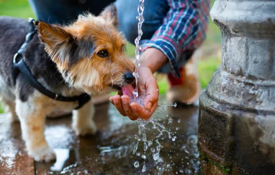 Siracusa: una proposta al Comune per proteggere gli animali dal forte caldo in città