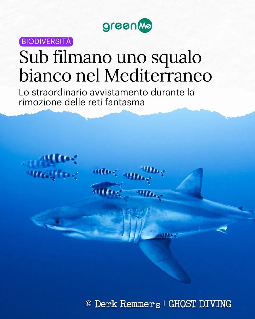 Canale di Sicilia, avvistato uno squalo bianco