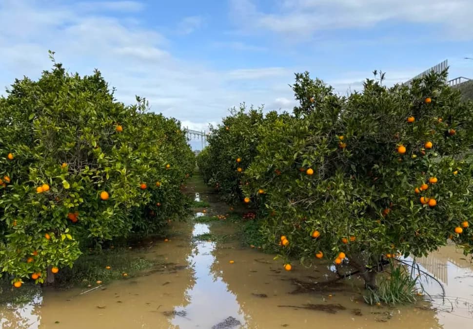 Ciclone Harry: prorogato il termine delle domande di indennizzo per le aziende agricole
