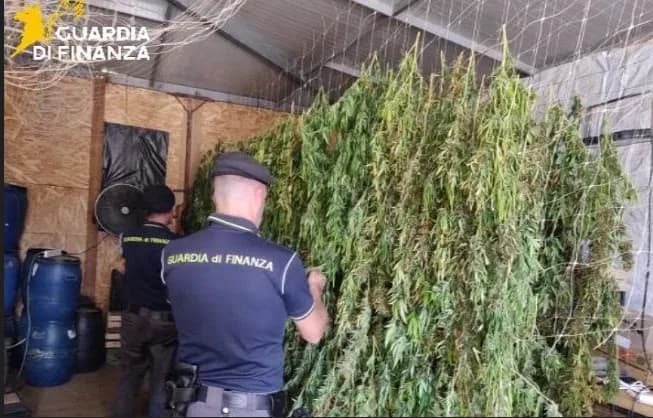 Spedizioni con 400 chili di marijuana “legale”: avrebbero fruttato oltre 2 milioni di euro