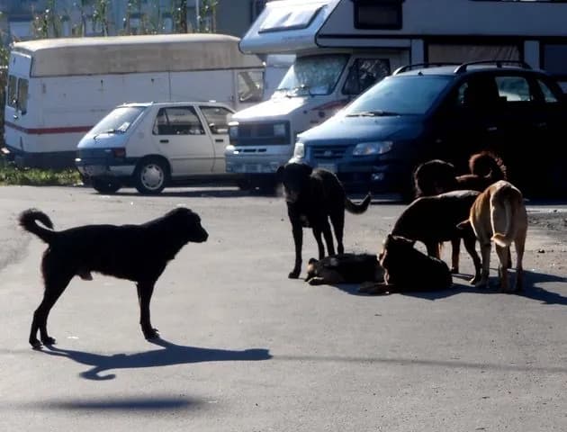 Catania, nel mese di agosto aumenta il randagismo in città e provincia
