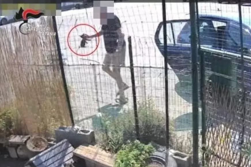 Lancia quattro gatti oltre la rete della colonia felina: identificato e denunciato