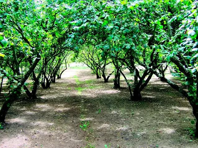 Regione: 4,5 milioni per le aziende agricole danneggiate nel 2023