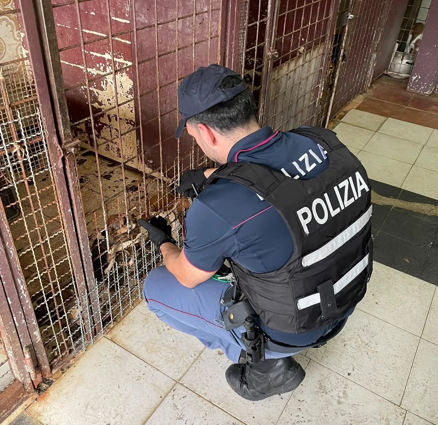 Chiusi in gabbia e in pessime condizioni igieniche: salvati cagnolini e furetti a Librino