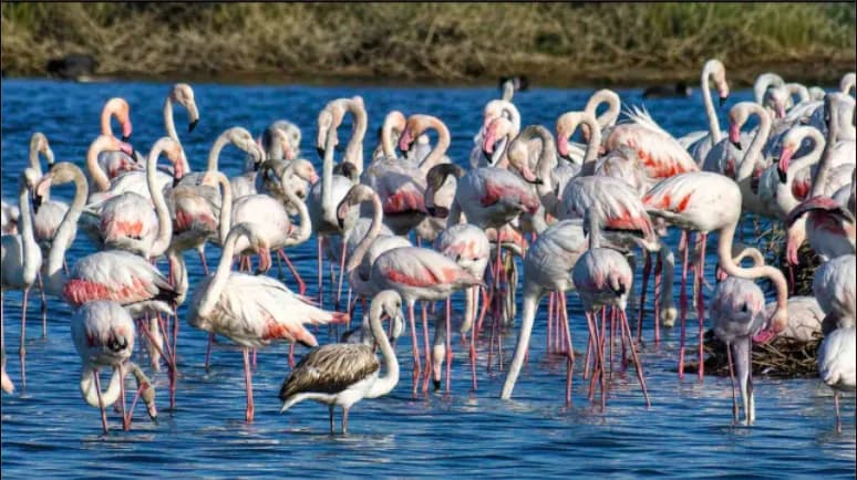 Riserva Biviere di Gela, registrati 277 fenicotteri mai così tanti