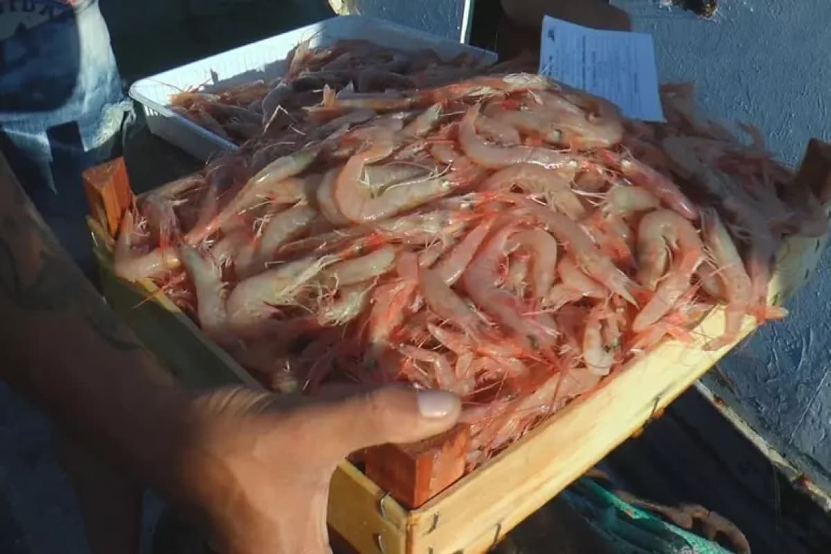 Sciacca, armatori e pescatori chiedono lo stato di calamità: sempre meno pesce