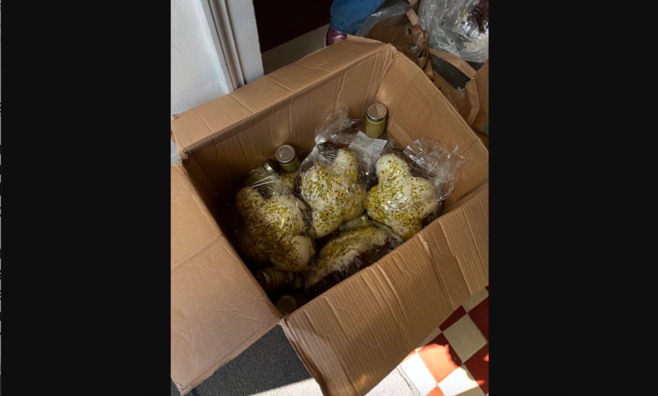 Riconsegnate le colombe rubate all’associazione Vita21, il biglietto firmato Arsenio Lupin