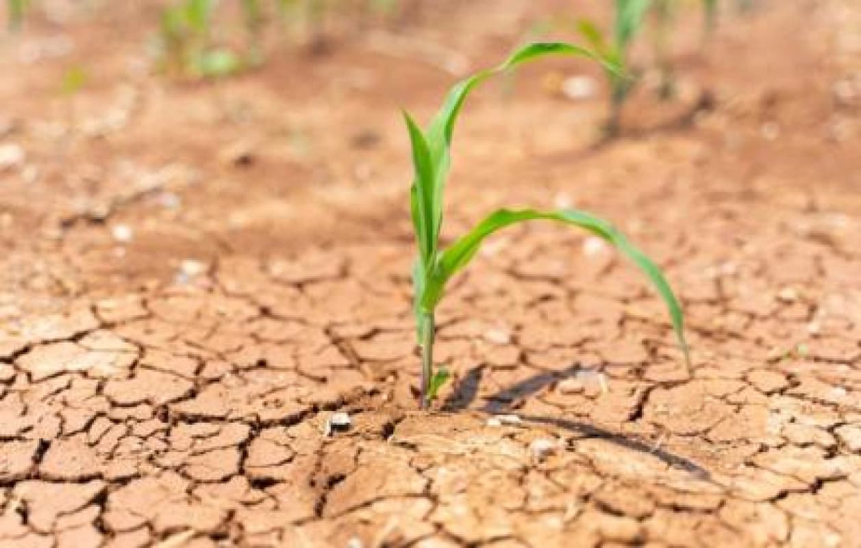 Siccità: dalla giunta Schifani nuovo stato di crisi regionale per l’agricoltura