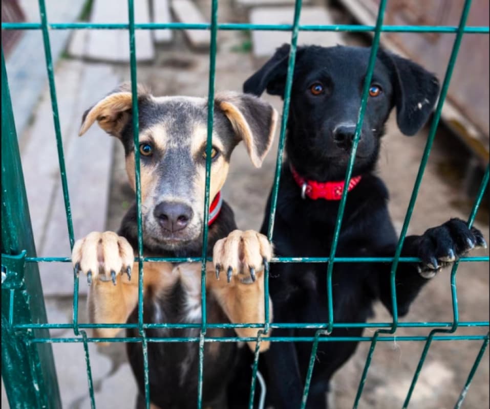 Siculiana, sconto sulla TARI se adotti un cane