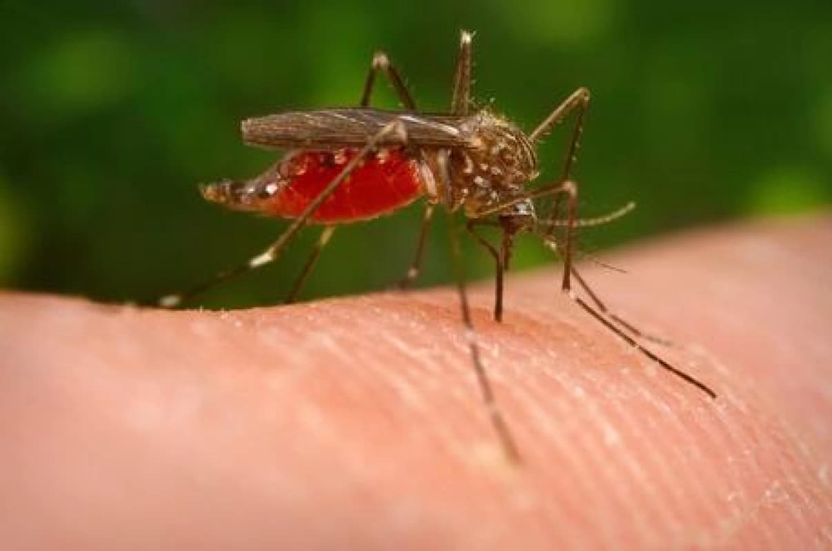 In sette giorni da 32 a 89 i casi West Nile in Italia