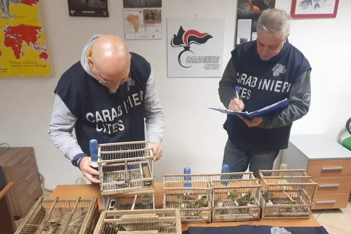 Salvati oltre 100 esemplari di volatili protetti