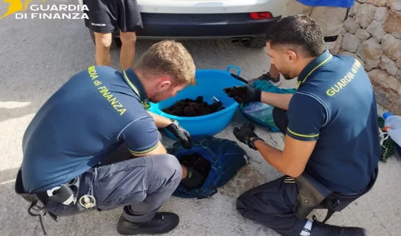 Ragusa, oltre 700 ricci pescati illegalmente: segnalati due siracusani