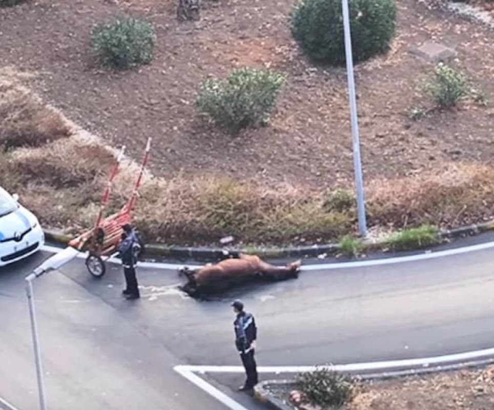 Catania, cavallo morto sulla circonvallazione