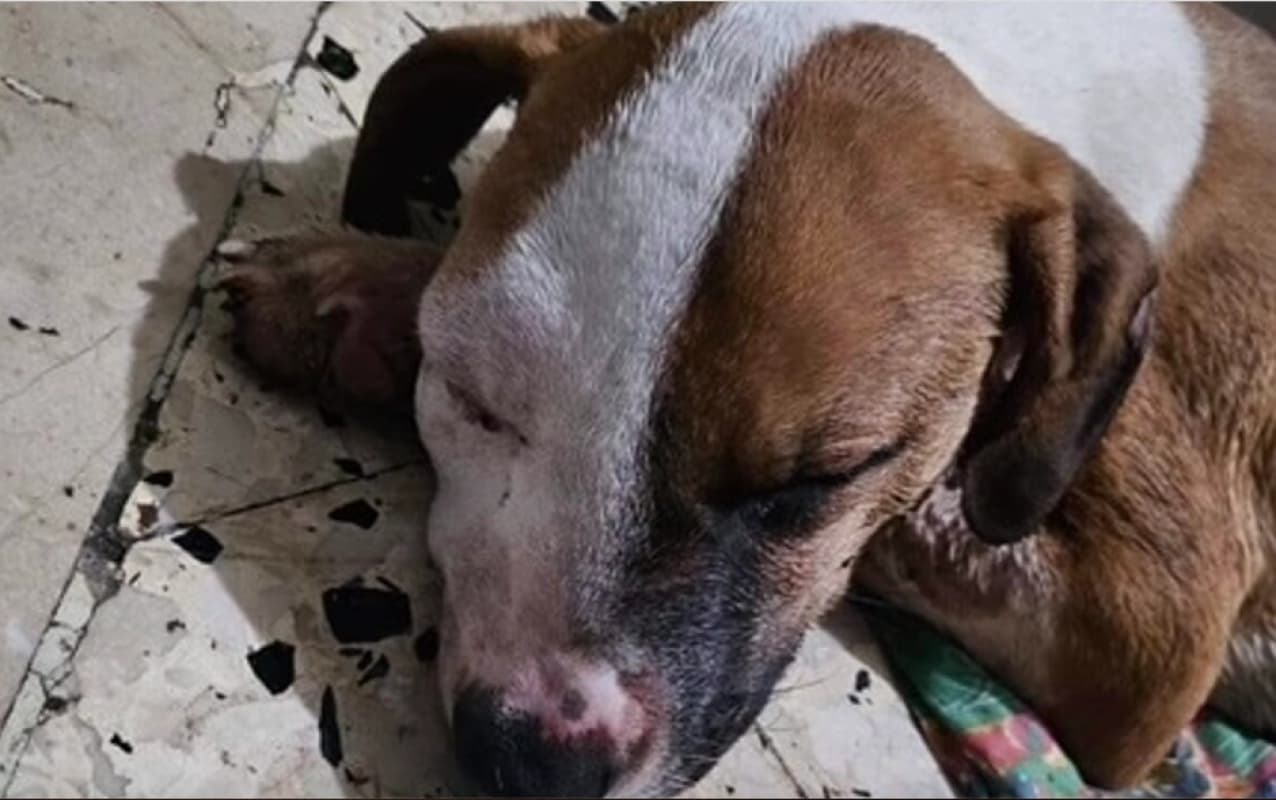 Palermo: cane picchiato dal padrone, salvato dai volontari