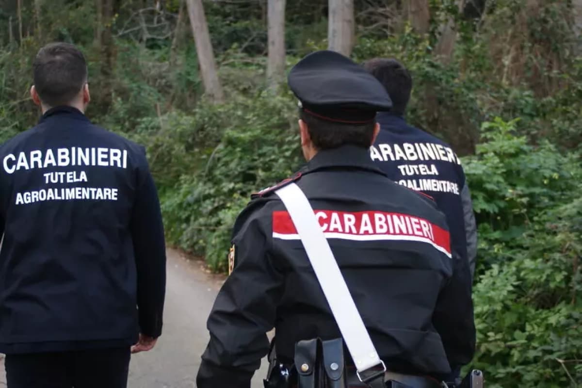 Pascoli inesistenti e Agea truffata: sequestro a 4 imprenditori messinesi