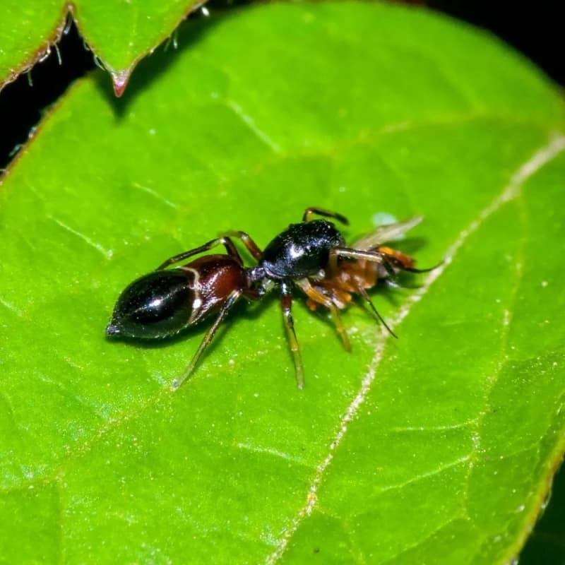 Sicilia scrigno di tesori: scoperta una nuova specie di ragni.