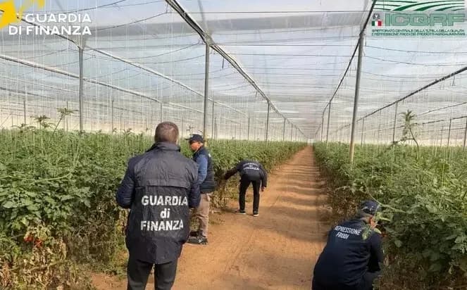 Ragusa, pomodoro contraffatto: sequestrati oltre 30 mila semi