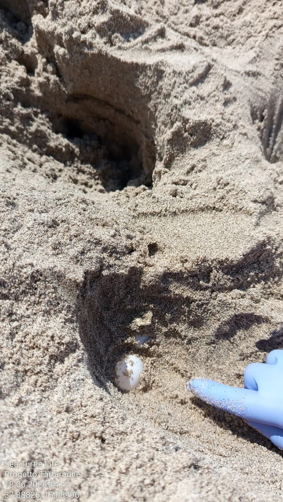 Catania, un nuovo nido di Caretta caretta alla foce del Simeto