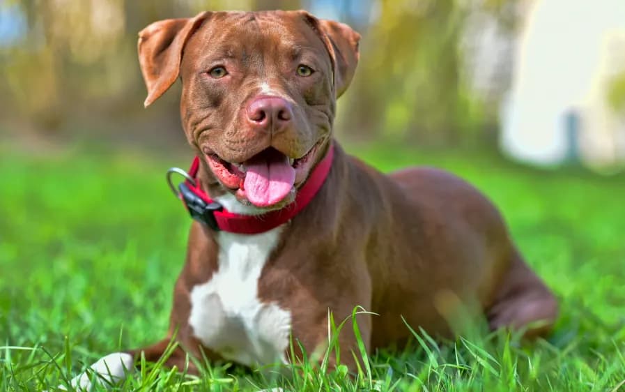 L’inferno dei Pitbull, a Gela scoperto un giro di scommesse e combattimenti clandestini