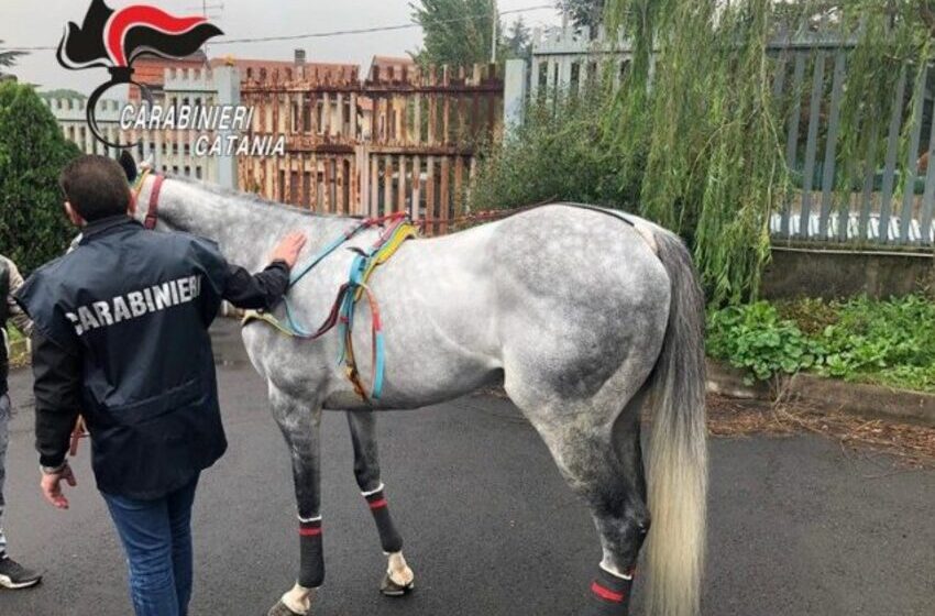  San Cristoforo contro Picanello, la gara di cavalli clandestina. In palio 100 mila euro