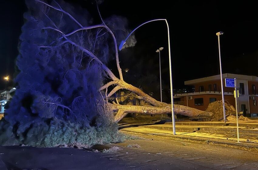  Pino sradicato dal vento: tragedia sfiorata a Giarre