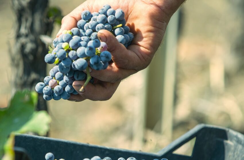  Piano vitivinicolo regionale, concordate le misure per la filiera del vino