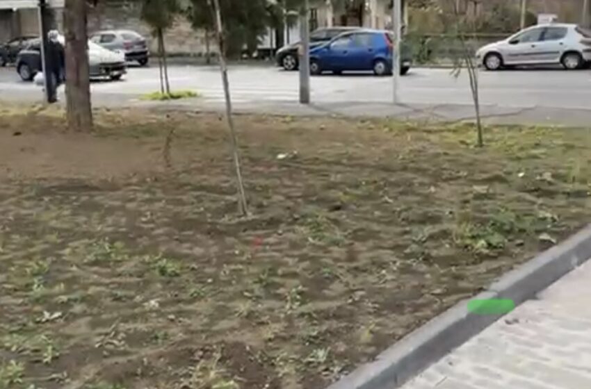  Catania Green City, presto la piantumazione di 2500 nuovi alberi