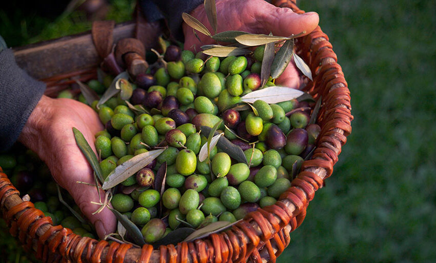  Olivicoltura  -60%: crolla la produzione in Sicilia